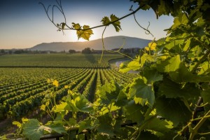 strada del prosecco1