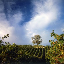 L’Antica Quercia