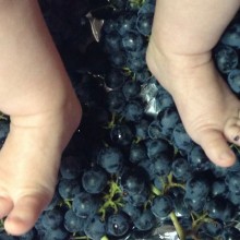 Cantine aperte in vendemmia, grape harvest and stomping day