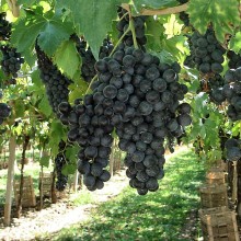 57esima Festa dei Vini Cassici della Valpolicella